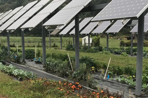 Top 5 Ways Agricultural Farms Benefit from Solar power